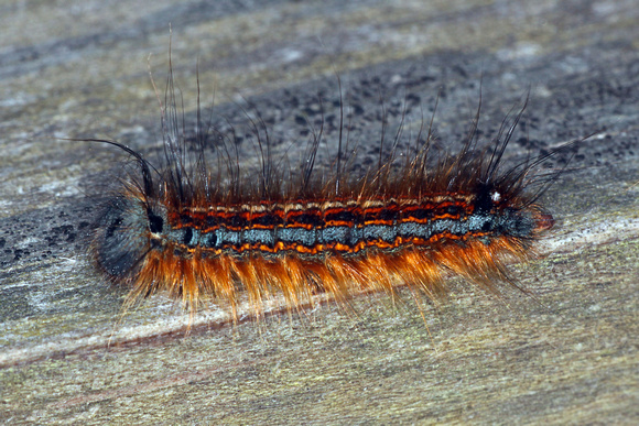 Lackey moth caterpillar - Malacosoma neustria
