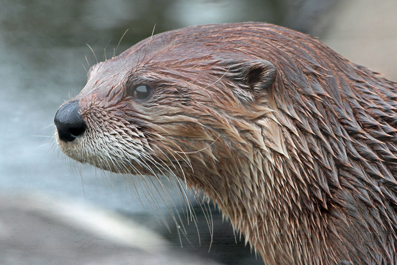 North American river otter - Lantra canadensis