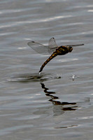 Black tailed skimmer - Orthertrum cancellatum