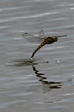 Black tailed skimmer - Orthertrum cancellatum