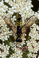 Figwort sawfly - Tenthredo scrophulariae