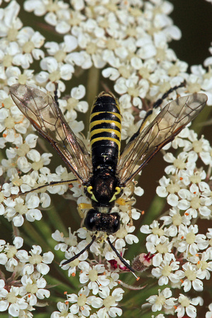 Figwort sawfly - Tenthredo scrophulariae