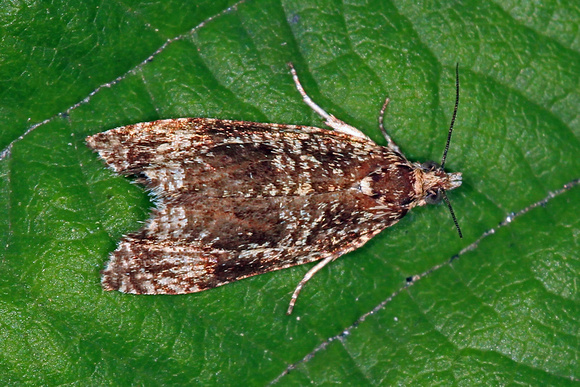 Micro moth - Prochoreutis myllerana