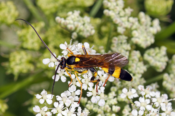 Ichneumon wasp - Amblyteles armatorius