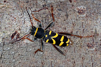 Wasp beetle - Clytus arietis