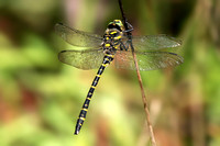 Gold ringed dragonfly - Cordulegaster boltonii