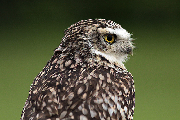 Burrowing owl - Athene cinicularia