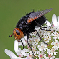 Tachina fly - Tachina grossa
