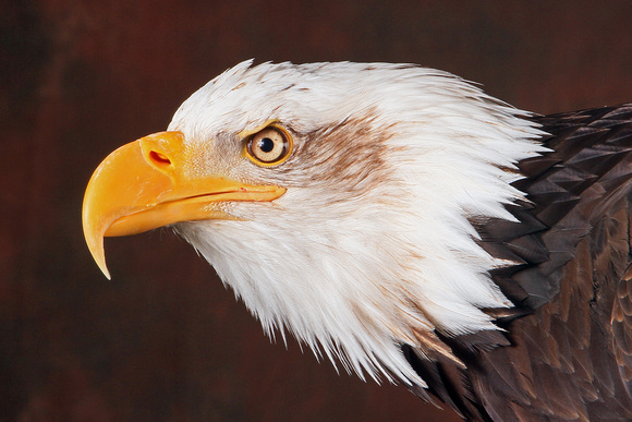 Bald eagle - Haliaeetus leucocephalus