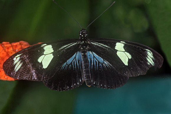 Doris butterfly - Laparus doris