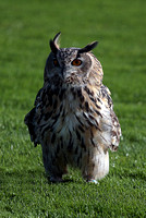 Indian eagle owl - Bubo bengalensis