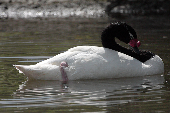 Black necked swan - Cygnus melanocoryphus