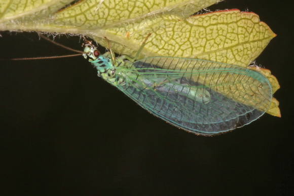 Green lacewing - Chrysoperia carnea