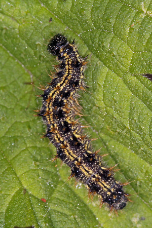 Small tortoiseshell caterpillar - Aglais urticae