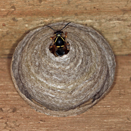 Common wasp - Vespula vulgaris