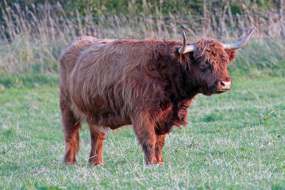Highland bull - Bos taurus