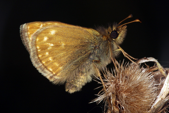 Dingy skipper - Erynnis tages