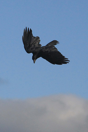 Carrion crow - Corvus corvone