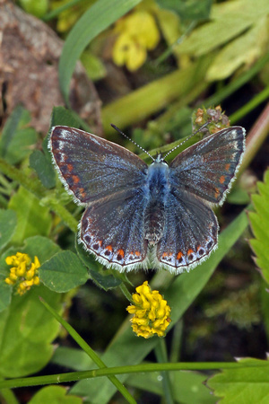 Common blue butterfly - Polyommatus icarus