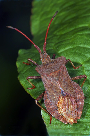 Squash bug - Coreus maginatus