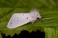 White ermine moth - Spilosoma lubricipeda
