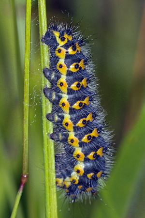Emperor moth caterpillar - Saturnia pavonia