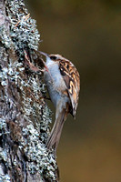 Tree creeper