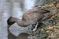 Freckled duck