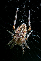 Garden spider - Araneus diadenatus
