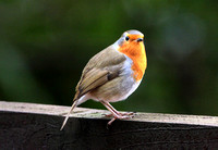 Robin