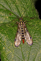 Scorpion fly - Panopa communis