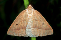 Brown silver lined moth