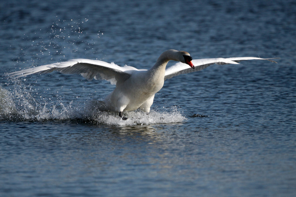 Mute swan - Cygnus olor