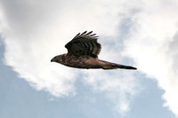 Sparrowhawk