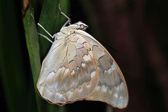 Banded king shoemaker butterfly - Archaeoprepona demophon