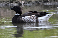 Black brant goose - Branta bernicla nigricans