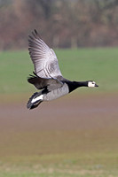 Barnacle goose - Branta leucopsis