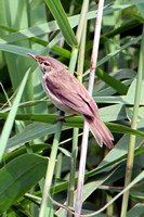 Reed warbler - Acrocephalus scirpaceus