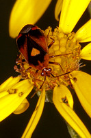 Mirid bug - Deraeocoris ruber