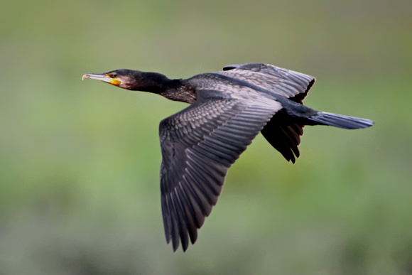 Cormorant - Palacrocorax carbo