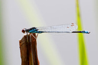 Small red eyed damselfly