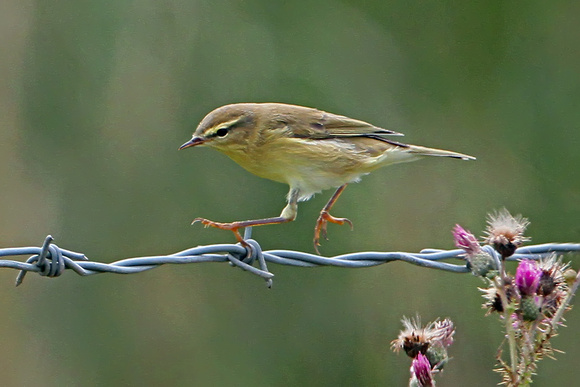 Aug 12 - Willow warbler