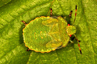 Green sheild bug - Palomena prasina