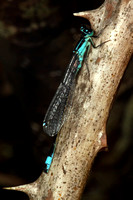 Blue tailed damselfly - Ischnura elgans