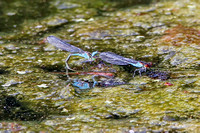Small red eyed damselfly