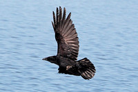 Carrion crow - Corvus corone