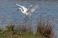 Little egret