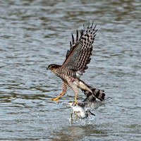 Sep 14 - Sparrowhawk