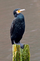 Cormorant - Phalocrocorax carbo