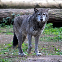 Grey wolf - Canis lumpus